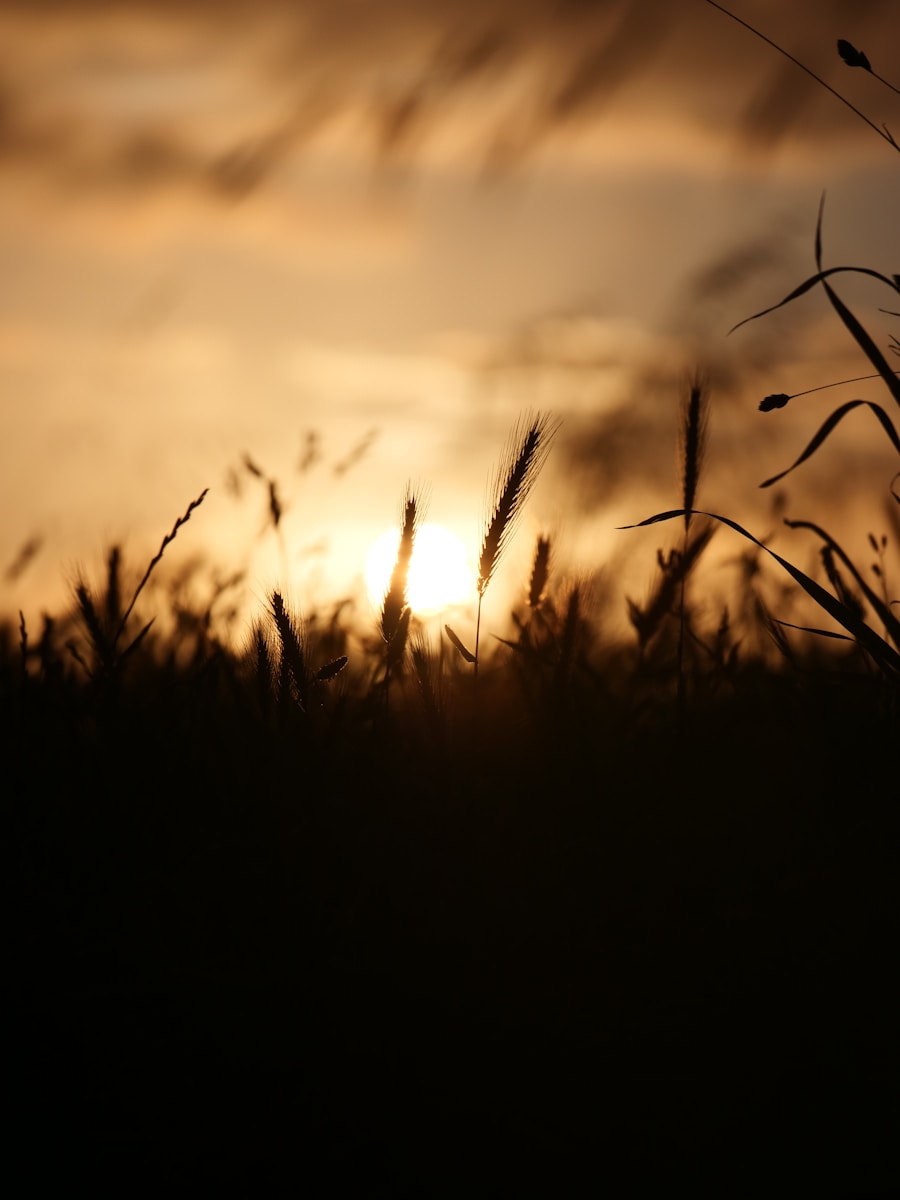 Golden sunset behind silhouetted wheat field.